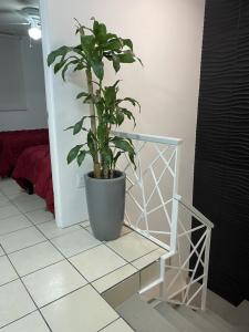 a plant in a pot sitting on a tiled floor at Casa Orquídea in Guadalajara