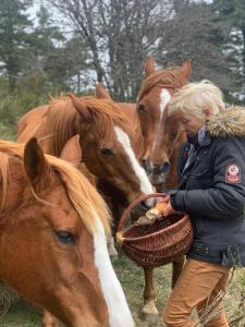 Eine Frau füttert zwei braune Pferde in der Unterkunft Le Montadou in Coucouron