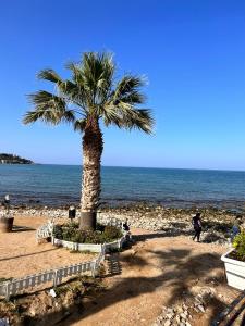 un palmier installé sur une plage au bord de l'océan dans l'établissement La Gorgone, à Casteldaccia