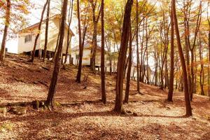 a house in the middle of a forest of trees at Shinei Kiyosato Campsite - Vacation STAY 42245v in Hokuto