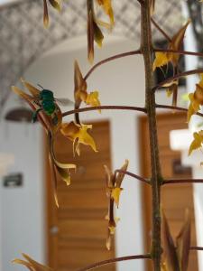 Fotografie z fotogalerie ubytování Hotel Don Alfonso v destinaci Pereira