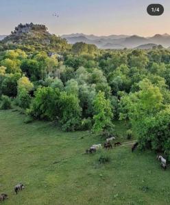 a group of animals grazing in a field with trees at Fortress Sofranac in Cetinje