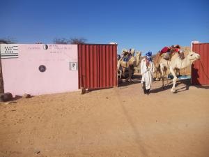 un grupo de personas caminando con una manada de camellos en Camping-Auberge Odette du Puigaudeau et Aziza en Atar