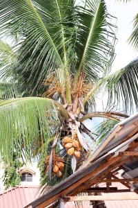 una palma con un mucchio di noci di cocco sopra di Cs Apartment Mombasa Mtwapa a Mombasa