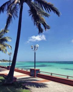 a beach with two palm trees and the ocean at L'escale Tropicale in Sainte-Anne