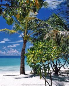 due palme su una spiaggia con l'oceano di L'escale Tropicale a Sainte-Anne