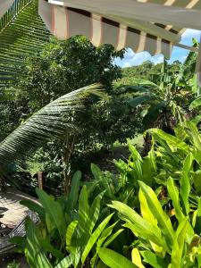 Zahrada ubytování L'escale Tropicale
