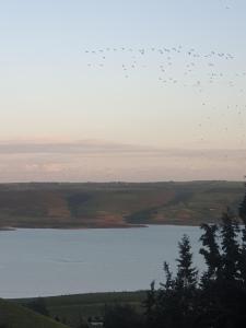 a flock of birds flying over a body of water at Ferme Bouhouch in Oulad Yakoub