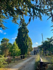 un gran árbol al lado de un camino de tierra en Borgo Petraio, en Montieri