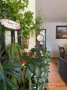 プエルトモントにあるHospedaje Familiar Glady's Houseのたくさんの植物が生い茂る部屋