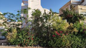 a group of trees and flowers in front of a building at The Green House in Hurghada