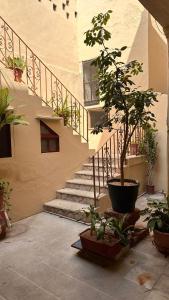 a staircase with a potted tree in front of a building at Hotel Margarita in Mérida