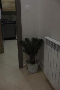 Eine Pflanze in einem Topf auf dem Boden in einem Raum in der Unterkunft 3 bed Akid Lotfi with parking in Bir el Djir