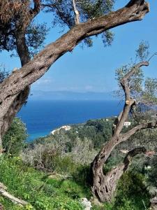 a tree on a hill with the ocean in the background at Apervill Luxury House in Apergátika +13 photos