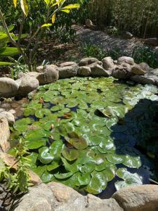 a pond filled with lots of green lily pads at Huayápam Yù'ú Lodge in San Andrés Huayapan