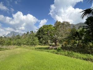 a field of green grass with a tree in the distance at Sheridan Organic Farm and Eco Village in Maratapi