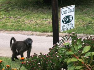 a small monkey walking down a street next to a sign at Bookings By Oupa Daan in Natureʼs Valley