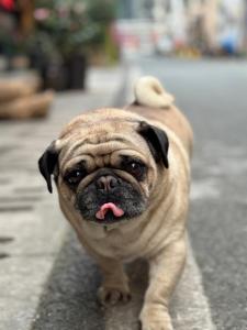 a pug dog walking down the street with its tongue at Mountains Beyond Mountains Inn in Zhangjiajie