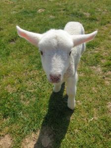 a white lamb is standing in the grass at Penn Meadow Farm in Buckinghamshire