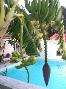 a bunch of bananas hanging from a tree next to a pool at Casa Vignali country house in Augusta