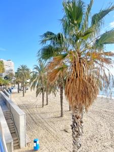 una palmera en una playa de arena junto al océano en A 100m de la playa. 2 hab. A/C, en Alicante