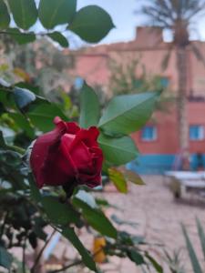 una rosa rossa su un cespuglio con un edificio sullo sfondo di Maison d'hôtes Retour Au Calme a Tinerhir