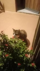 a cat sitting on the ground next to a plant at navaa Bungalow in Phra Ae beach