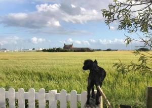 a statue of a dog standing next to a fence at Dog friendly Bed & Bowl Beach Chalet in Bridlington