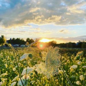 a field of flowers with the sunset in the background at Luxus-Ferienhaus CASA SOL in Göhren-Lebbin