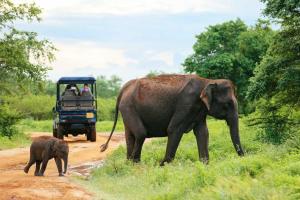 a baby elephant walking down a dirt road with an adult elephant at wild park safari home stay in Udawalawe