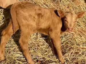 a baby calf is standing in some hay at Sandalwood Downs Fabulous Farm Stay TOODYAY in Toodyay