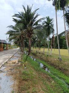 eine Reihe von Palmen an der Seite einer Straße in der Unterkunft Lim Garden Homes in Balik Pulau