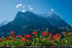 a mountain with red flowers in front of it at Hotel Bernerhof Grindelwald in Grindelwald
