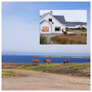 two pictures of deer standing in front of a house at Radharc Na Mara in Letterkenny