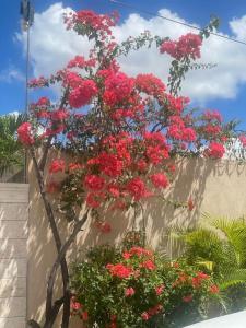 a bunch of red flowers hanging from a wall at Gloria’s Cozy Apartment in La Romana