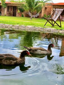 dos patos nadando en un estanque junto a una silla en Pousada Da Bell en Barreirinhas