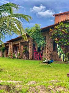 a peacock standing in front of a house at Pousada Da Bell in Barreirinhas