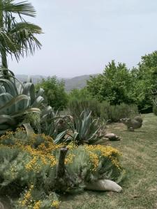 Monte San MartinoにあるAgriturismo Bellavistaの庭の植花群