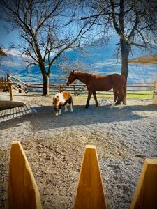 Ein Pferd und ein Hund stehen neben einem Zaun in der Unterkunft Plasur - Apartement Bella Vista in Montechiaro