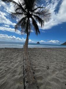 een palmboom op een zandstrand bij Ti Diamant Bo Kaï in Le Diamant
