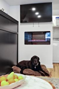 a black dog laying on a dog bed in a kitchen at Cozy Hideaway Retreat Unit 4 near Durango in Durango