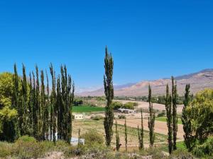 a group of cypress trees in a field at Cabaña Huacalera in Huacalera