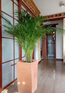 una pianta in un grande vaso in un corridoio di TerraZen Cabaña Privada a Villa de Leyva