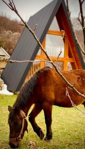 un cavallo marrone che mangia erba davanti a una casa di Albero Casa a Cetinje (Cettigne)