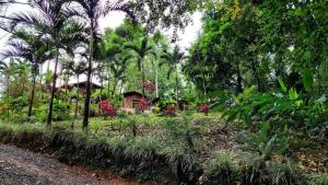 聖拉蒙的住宿－Cabinas Valle Azul，棕榈树花园和背景房屋