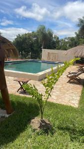 eine Pflanze im Gras neben einem Schwimmbad in der Unterkunft Residencia Piri in Piribebuy