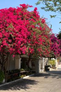 a bunch of pink flowers on a building at Delio Boutique Hotel in Udon Thani