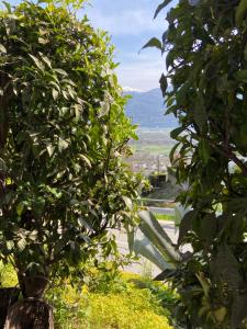uma vista para uma montanha entre duas árvores em Sete Fontes - Agarone Holiday Nest em Agarone