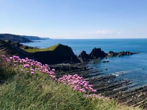 a bunch of pink flowers on a hill near the ocean at Montgomery Barn in Bideford