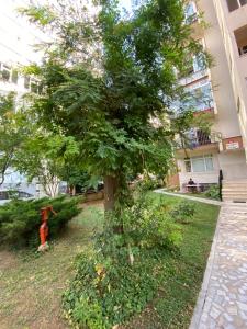un arbre à côté d'une bouche d'incendie à côté d'un bâtiment dans l'établissement Kadıköy Kozyatağında Kiralık Daire, à Istanbul